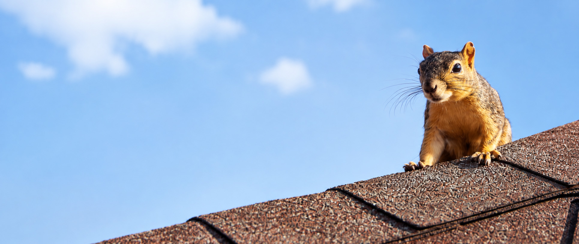 Pest Control Bexley